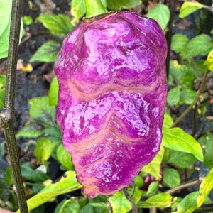 Jay's Pink Purple Ghost Scorpion - Seeds