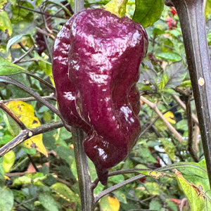 Jay's Pink Purple Ghost Scorpion - Seeds