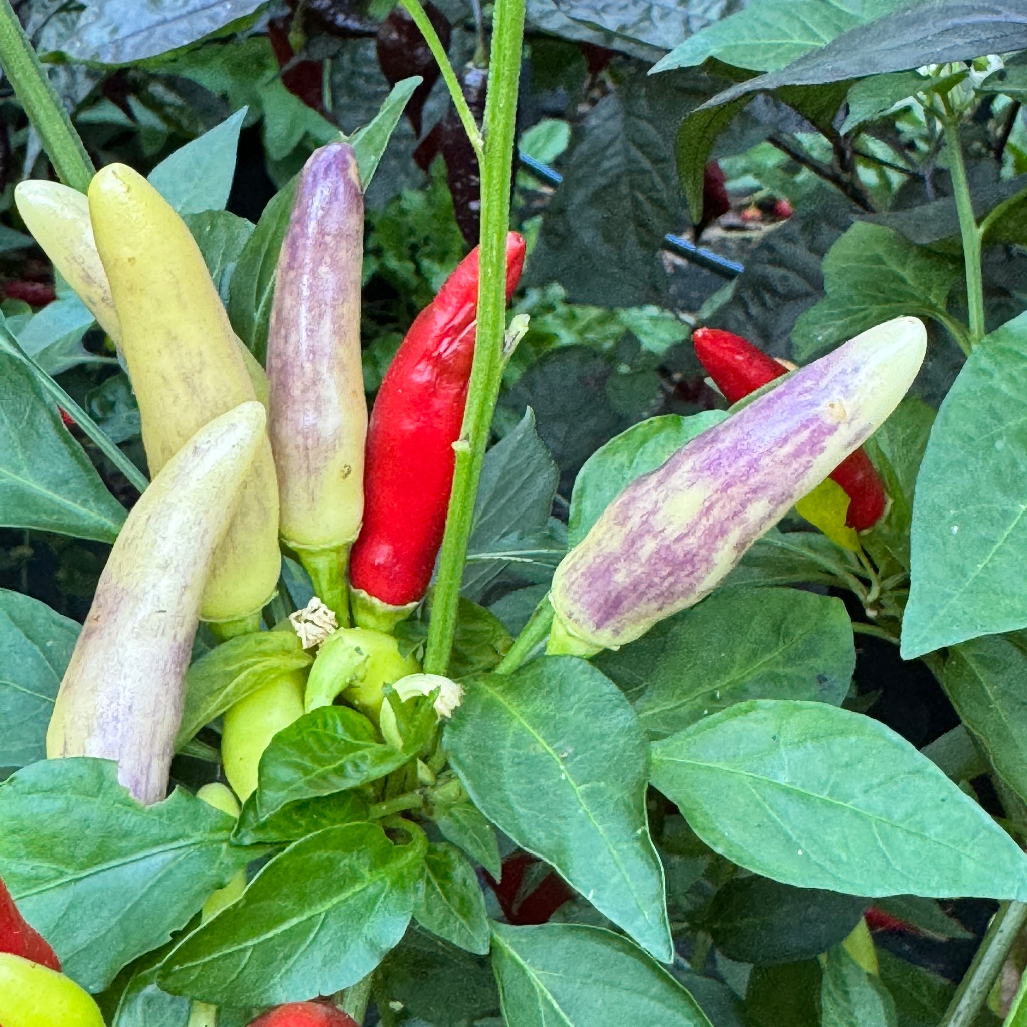 planting thai chili seeds KS White Thai