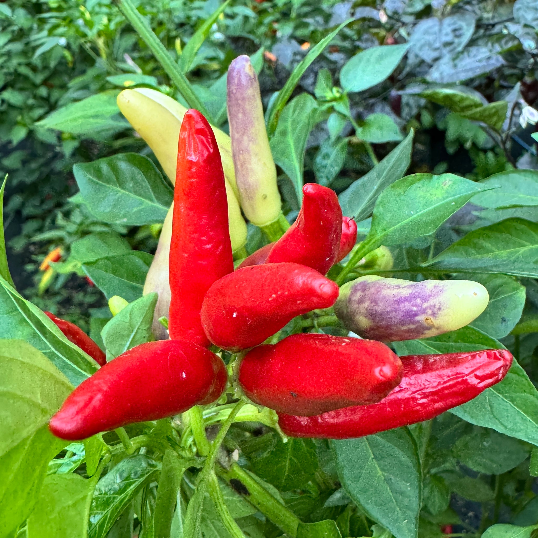 thai chili seeds plant KS White Thai
