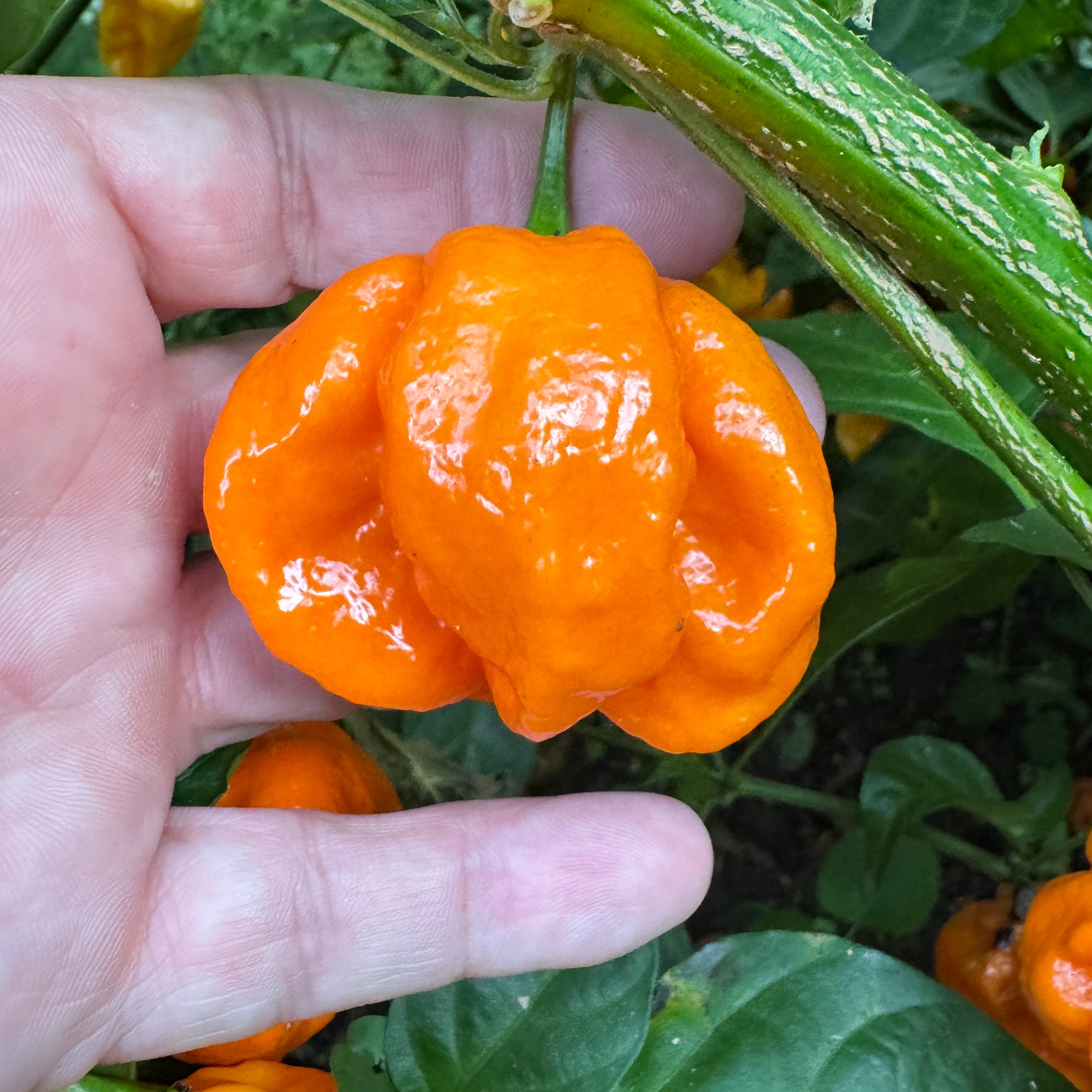 Maldivian Heart Orange - Seeds