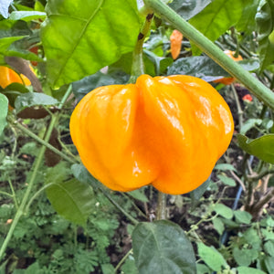 Maldivian Heart Lemon - Seeds