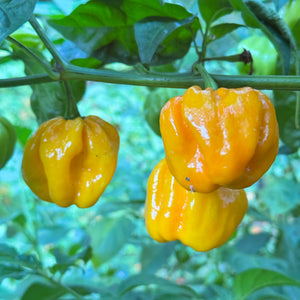 Maldivian Heart Lemon - Seeds