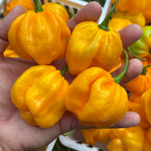 Maldivian Heart Lemon - Seeds