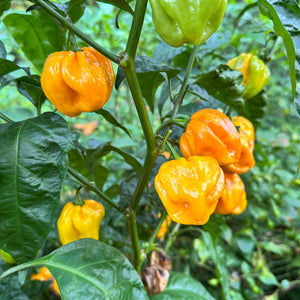 Maldivian Heart Lemon - Seeds