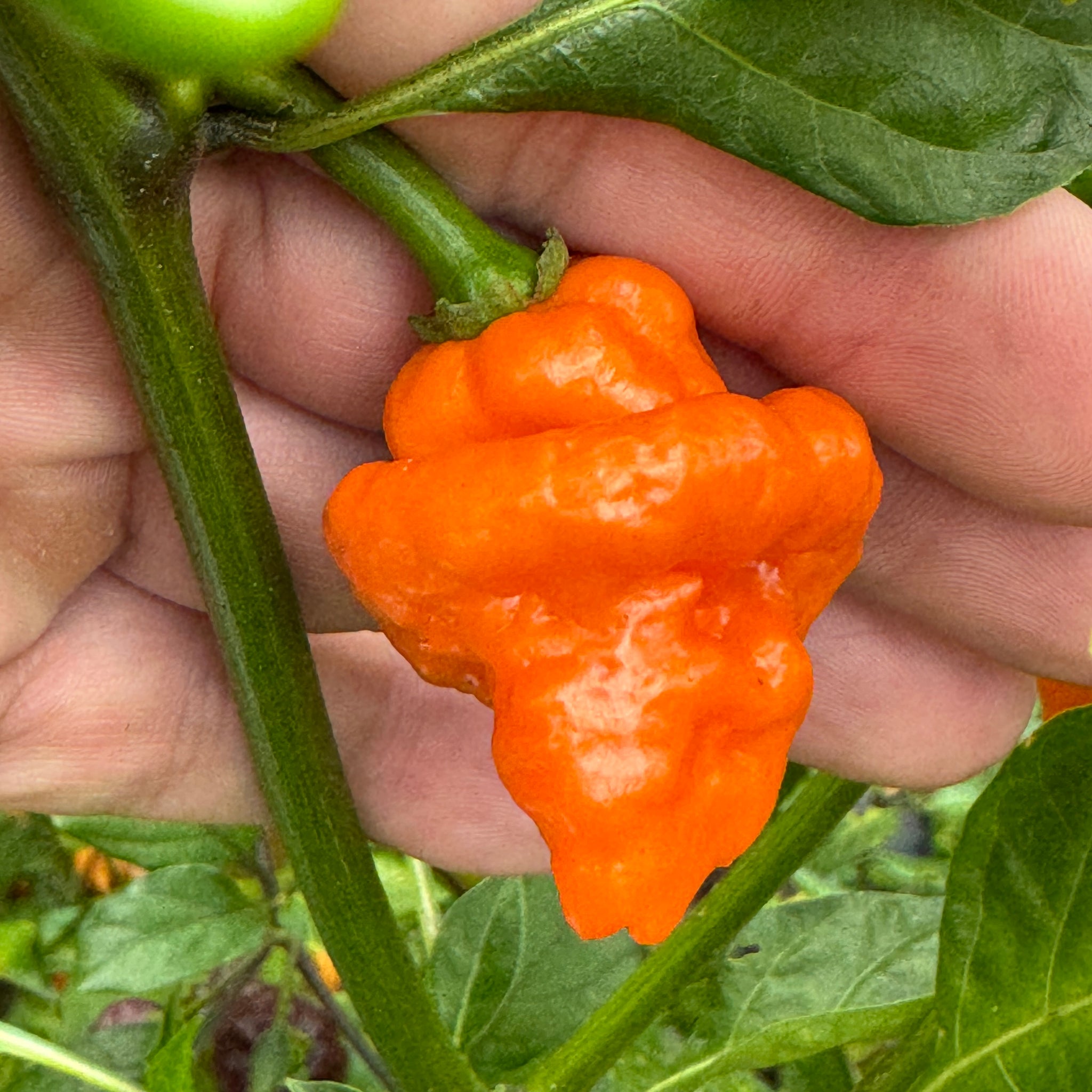 thumbnail image 2 of Orange Firecracker Hot Chili Pepper Seeds – 15 Fresh Seeds, Easy Grow, Heavy Producer 2 of 5