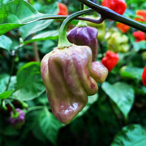 Purple Ghost Scorpion - Seeds