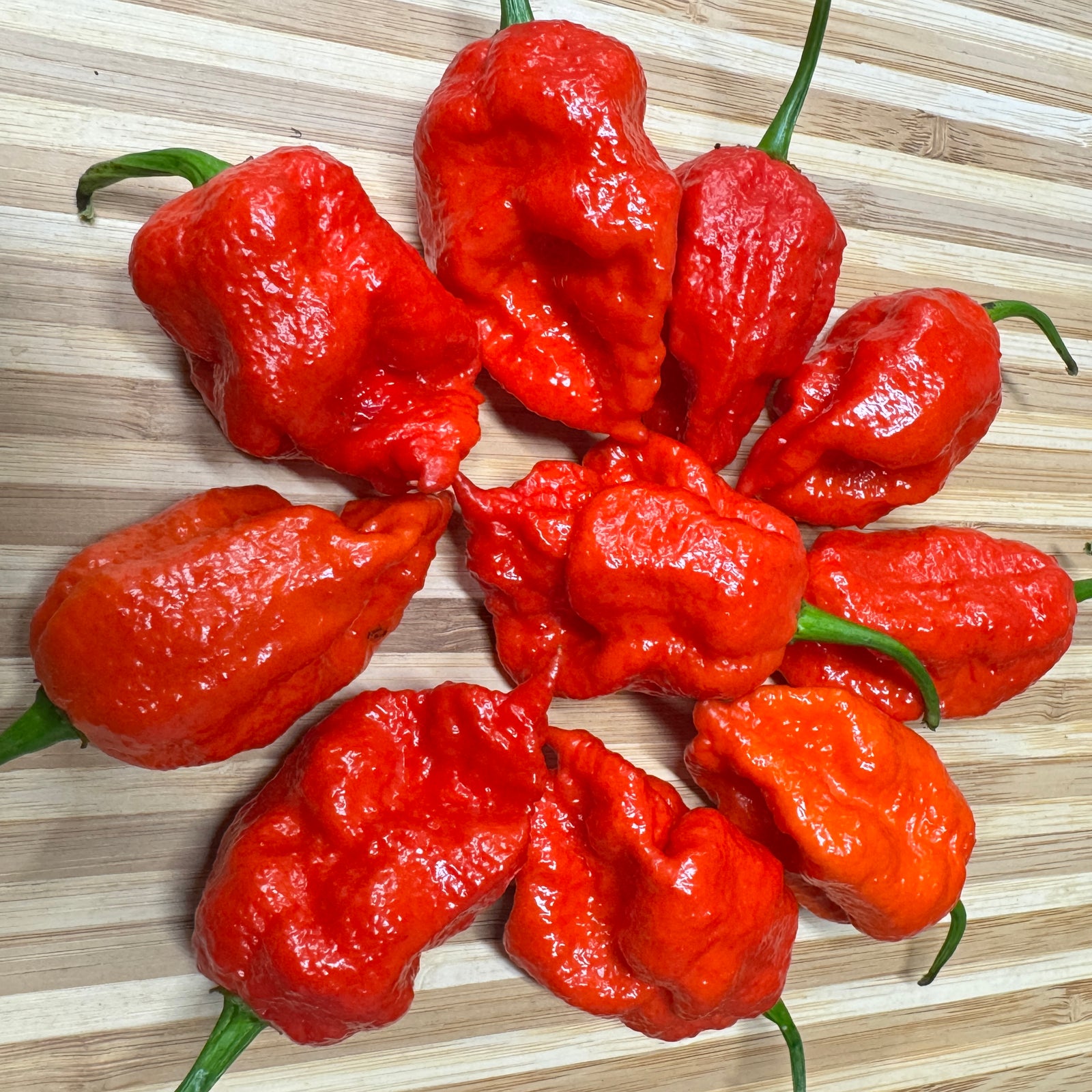 Apocalypse Scorpion - Seeds - Bohica Pepper Hut 