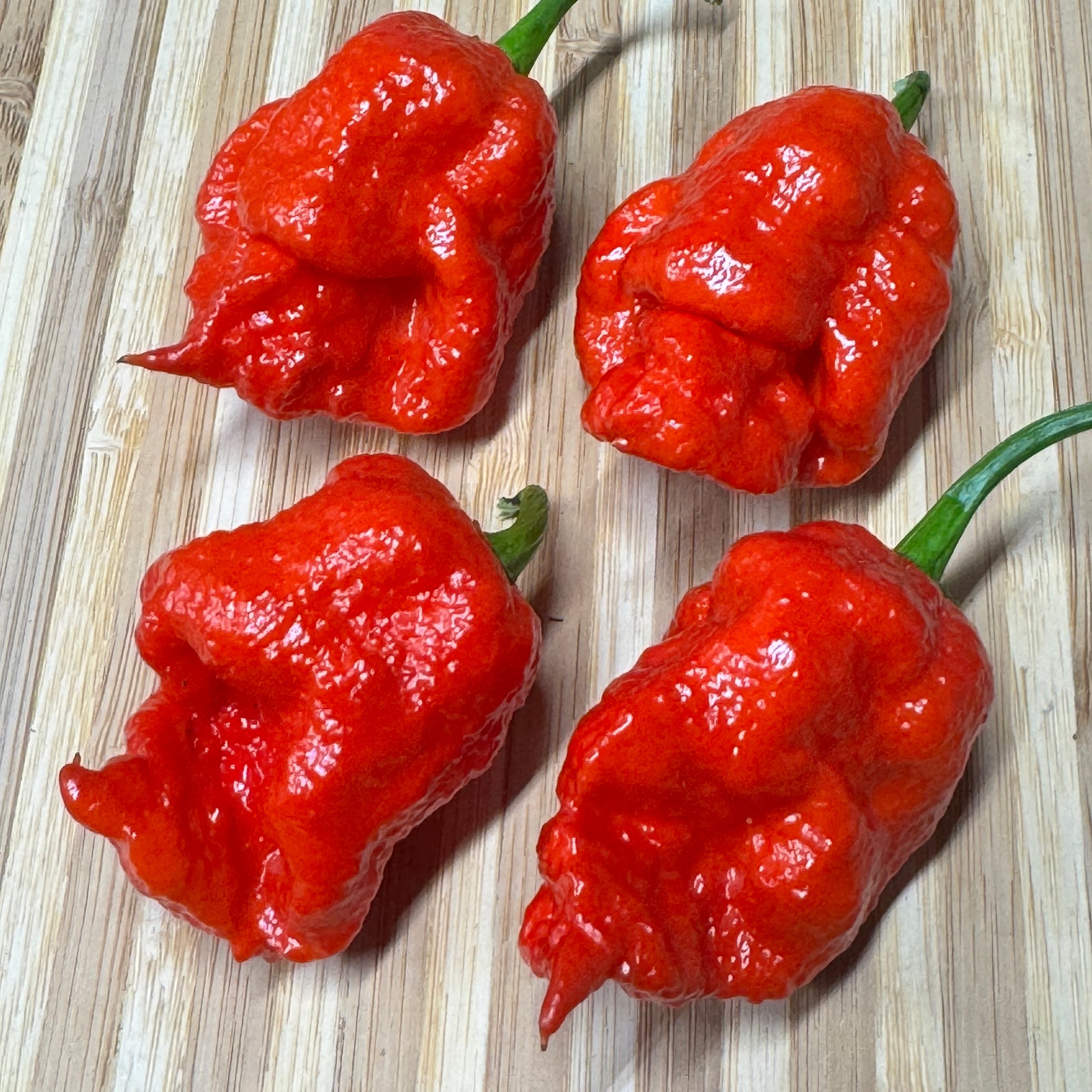 Apocalypse Scorpion - Seeds - Bohica Pepper Hut 