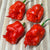 Apocalypse Scorpion - Seeds