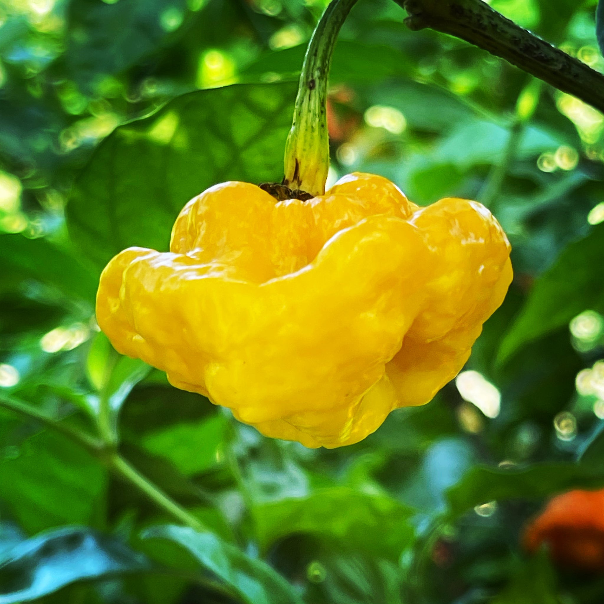 plant scotch bonnet pepper seeds MOA Scotch Bonnet