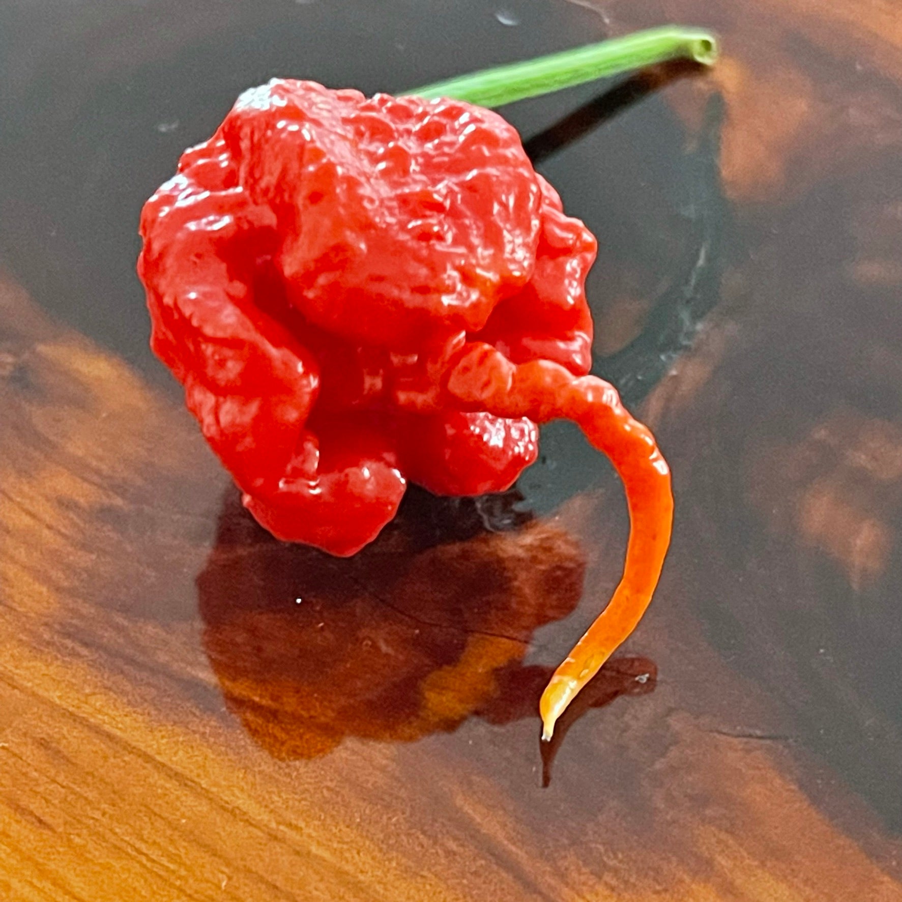 7 pot primo plant Trinidad 7 Pot Primo