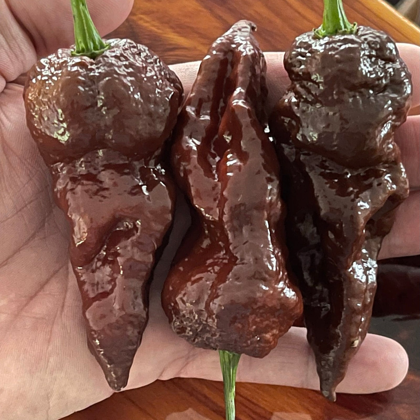 Bhut Jolokia Chocolate Ghost - Seeds - Bohica Pepper Hut 