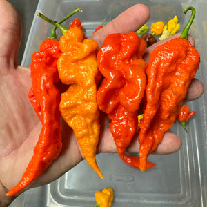 Fresh Mixed Bhut Jolokia Ghost Peppers (Red, Brown, Yellow)