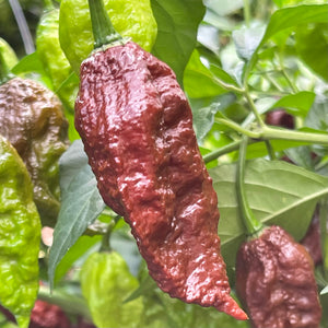 Fresh Mixed Bhut Jolokia Ghost Peppers (Red, Brown, Yellow)