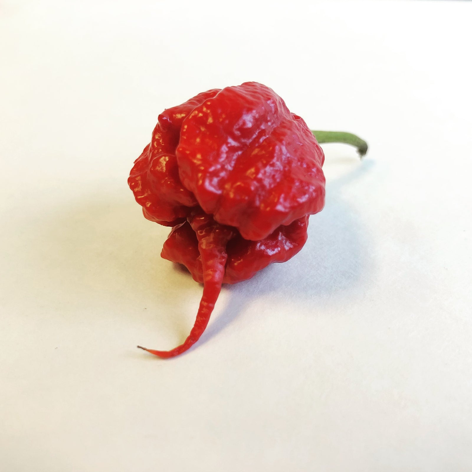 Best Sellers - Super Hot Pepper Seed Combo Pack (13 Varieties) - Seeds - Bohica Pepper Hut 