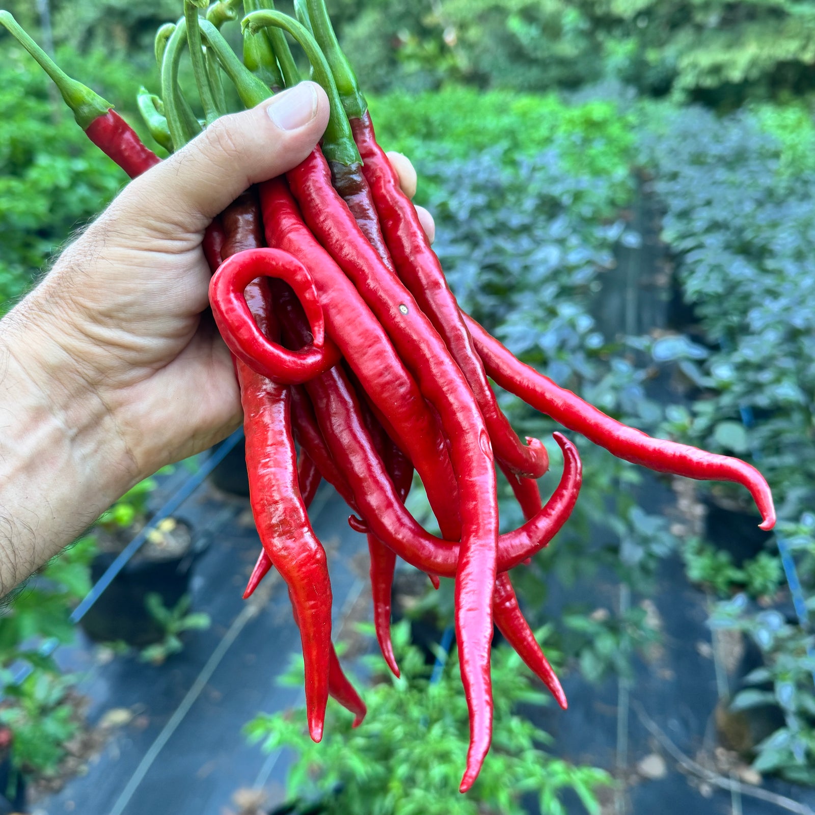 Joes Long Cayenne - Seeds