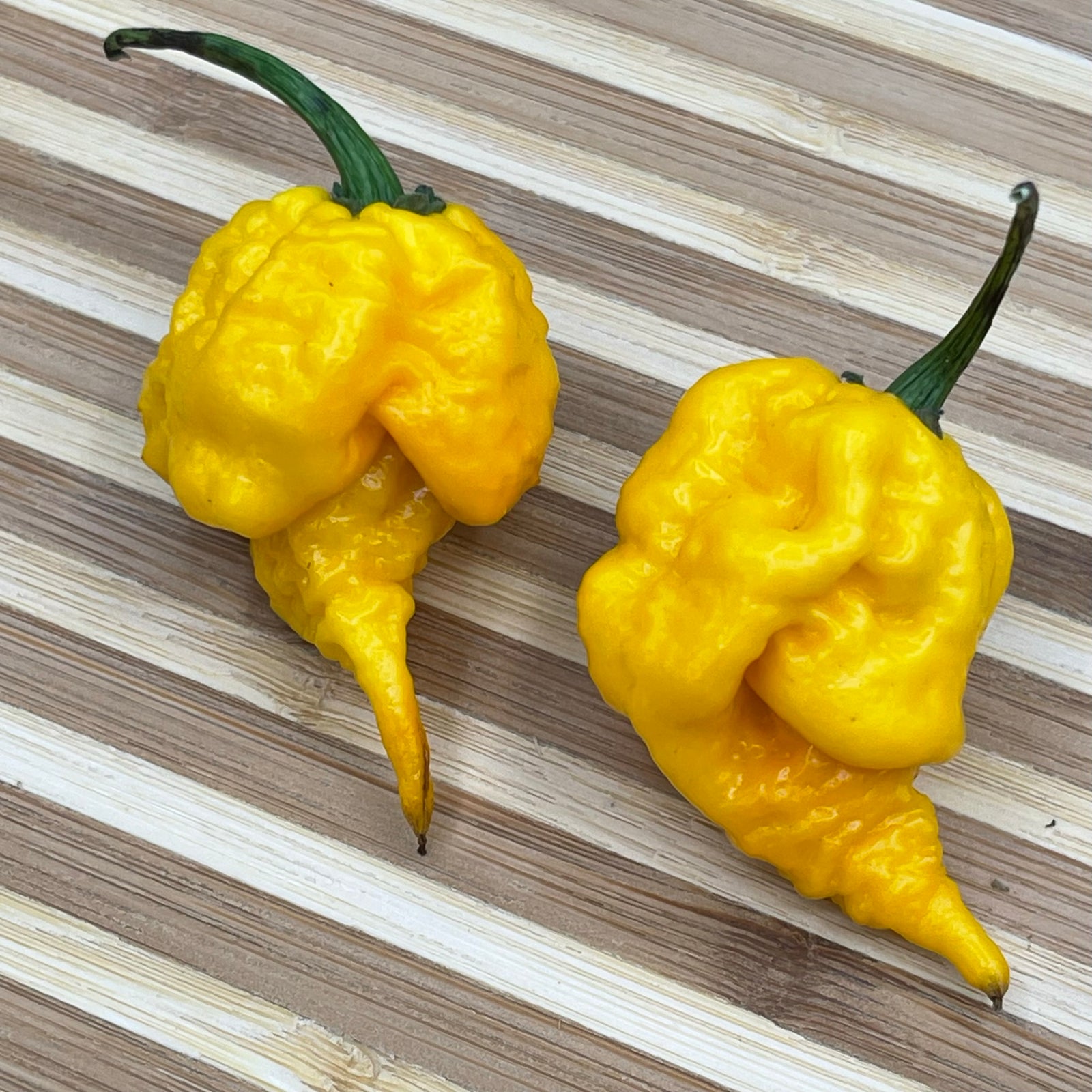 7 Pot Primo Yellow - Seeds - Bohica Pepper Hut 