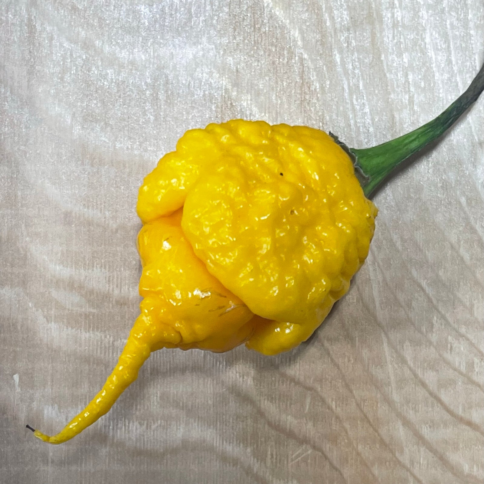 Yellow Brain Strain / Yellow 7 Pot Pepper Seeds