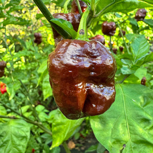 Chocolate Dragon's Breath - Seeds