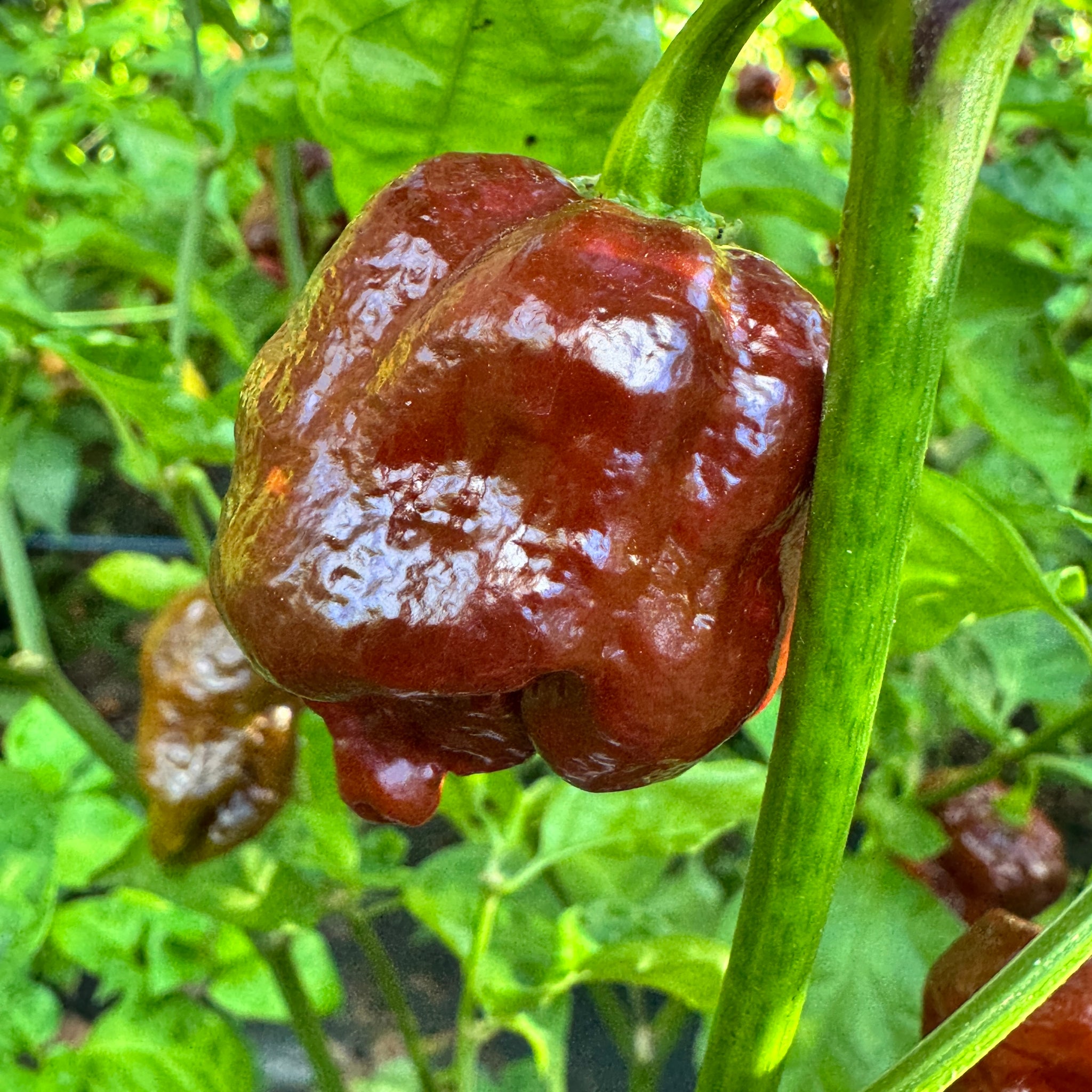 chocolate plant seeds Chocolate Dragon's Breath