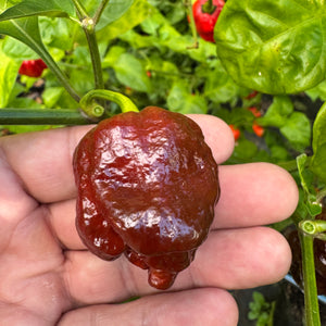 Chocolate Dragon's Breath - Seeds