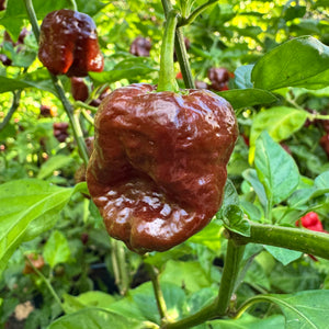 Chocolate Dragon's Breath - Seeds