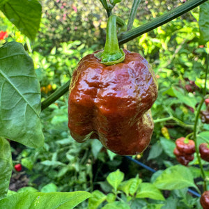 Chocolate Dragon's Breath - Seeds