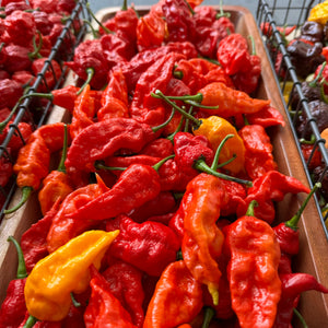 Fresh Mixed Bhut Jolokia Ghost Peppers (Red, Brown, Yellow)