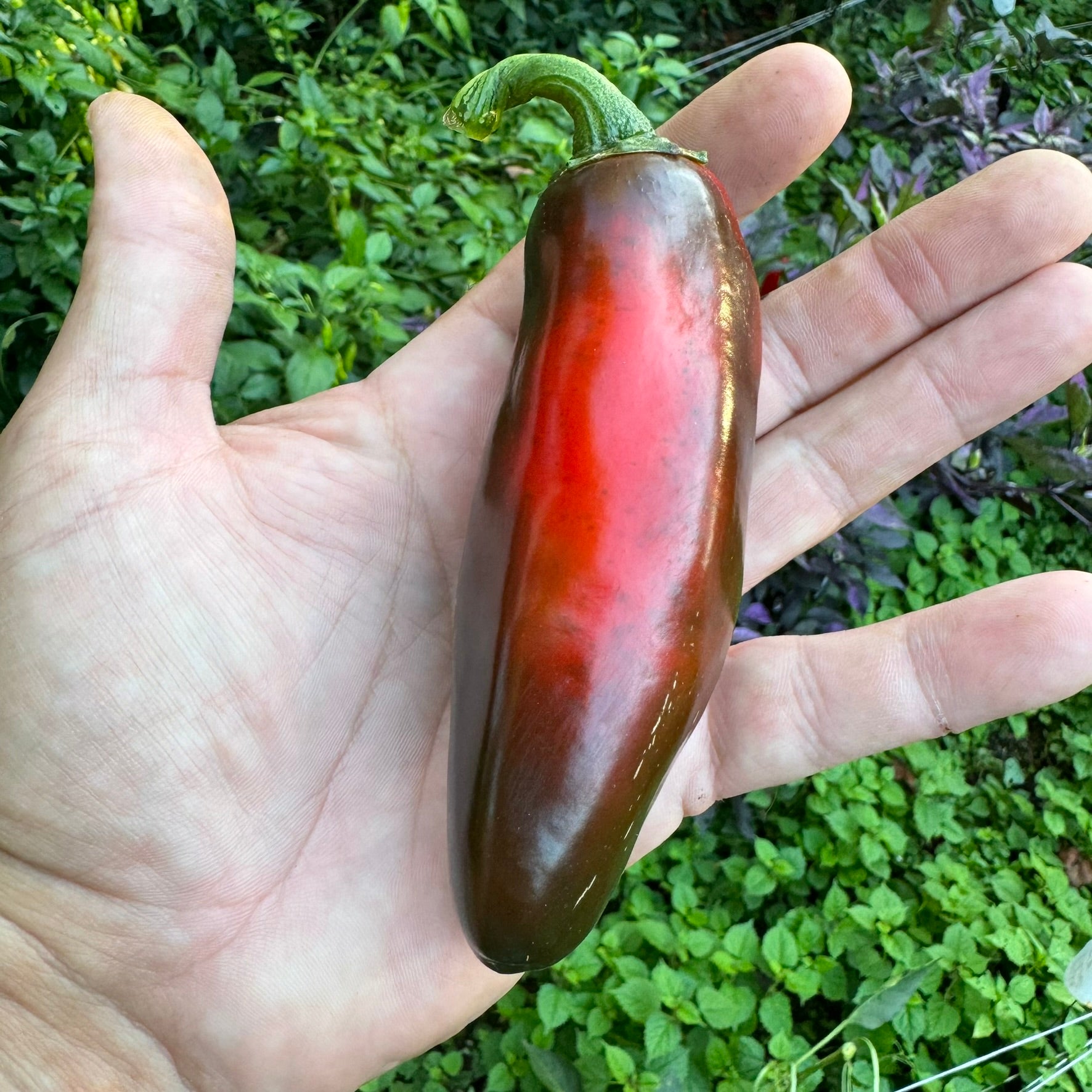plant jalapeno seeds Monster Jalapeno