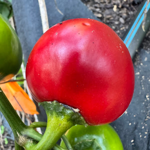 Jalapeño M- Cherry Bomb - Seeds