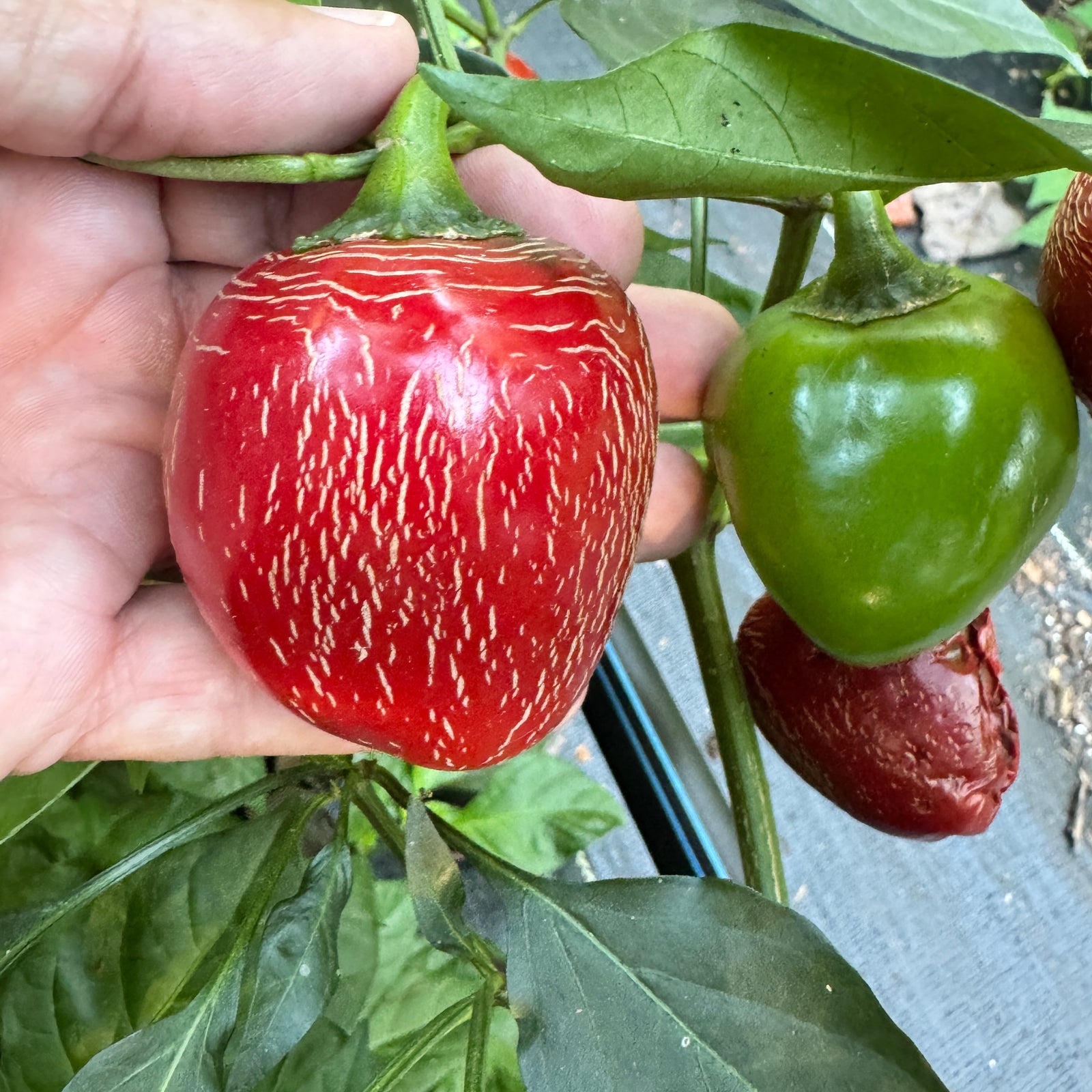 Jalapeño M- Cherry Bomb - Seeds