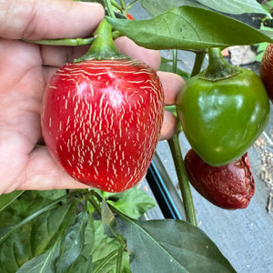 Jalapeño M- Cherry Bomb - Seeds