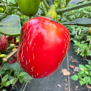 Jalapeño M- Cherry Bomb - Seeds