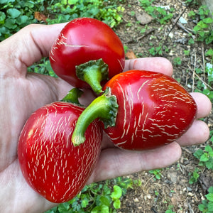 Jalapeño M- Cherry Bomb - Seeds