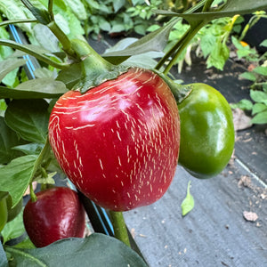 Jalapeño M- Cherry Bomb - Seeds