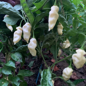 Devil's Tongue White - Seeds - Bohica Pepper Hut 