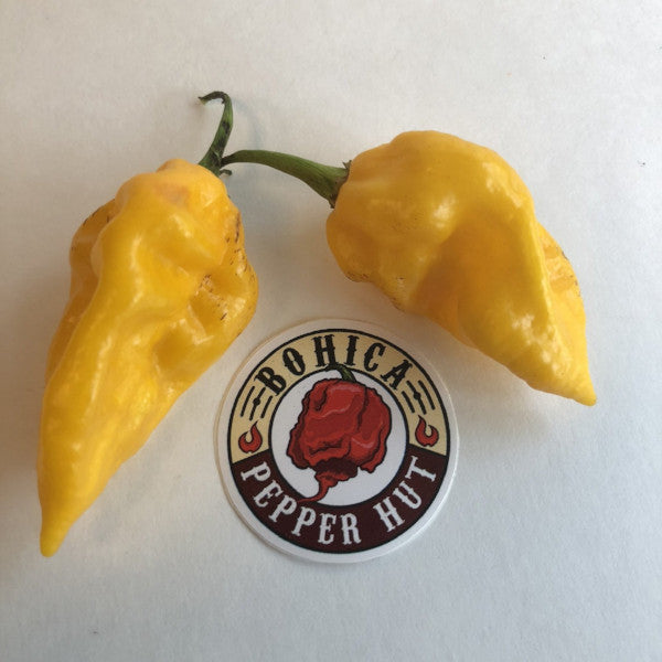 Devil's Tongue Yellow - Seeds - Bohica Pepper Hut 