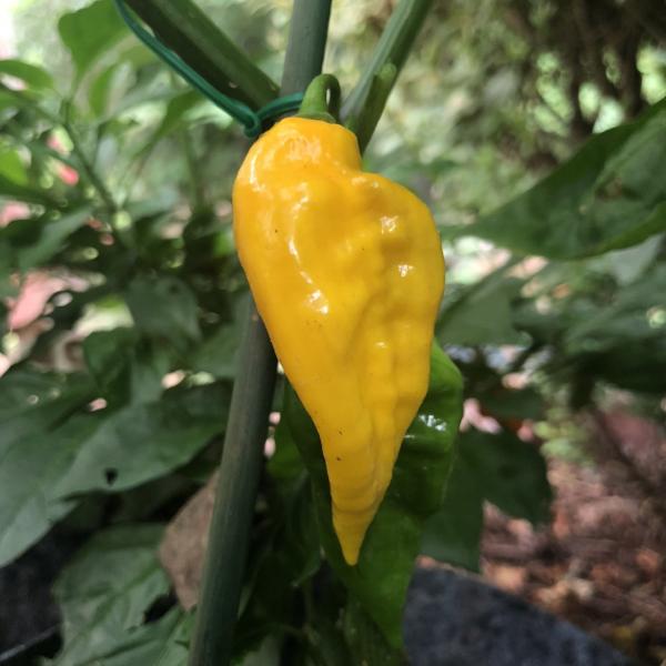 Devil's Tongue Yellow - Seeds - Bohica Pepper Hut 