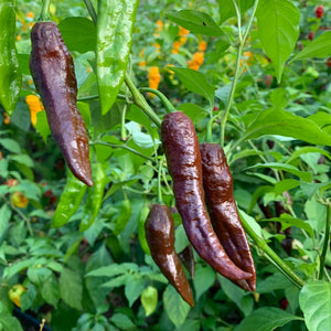 Bih Jolokia Black - Seeds - Bohica Pepper Hut 