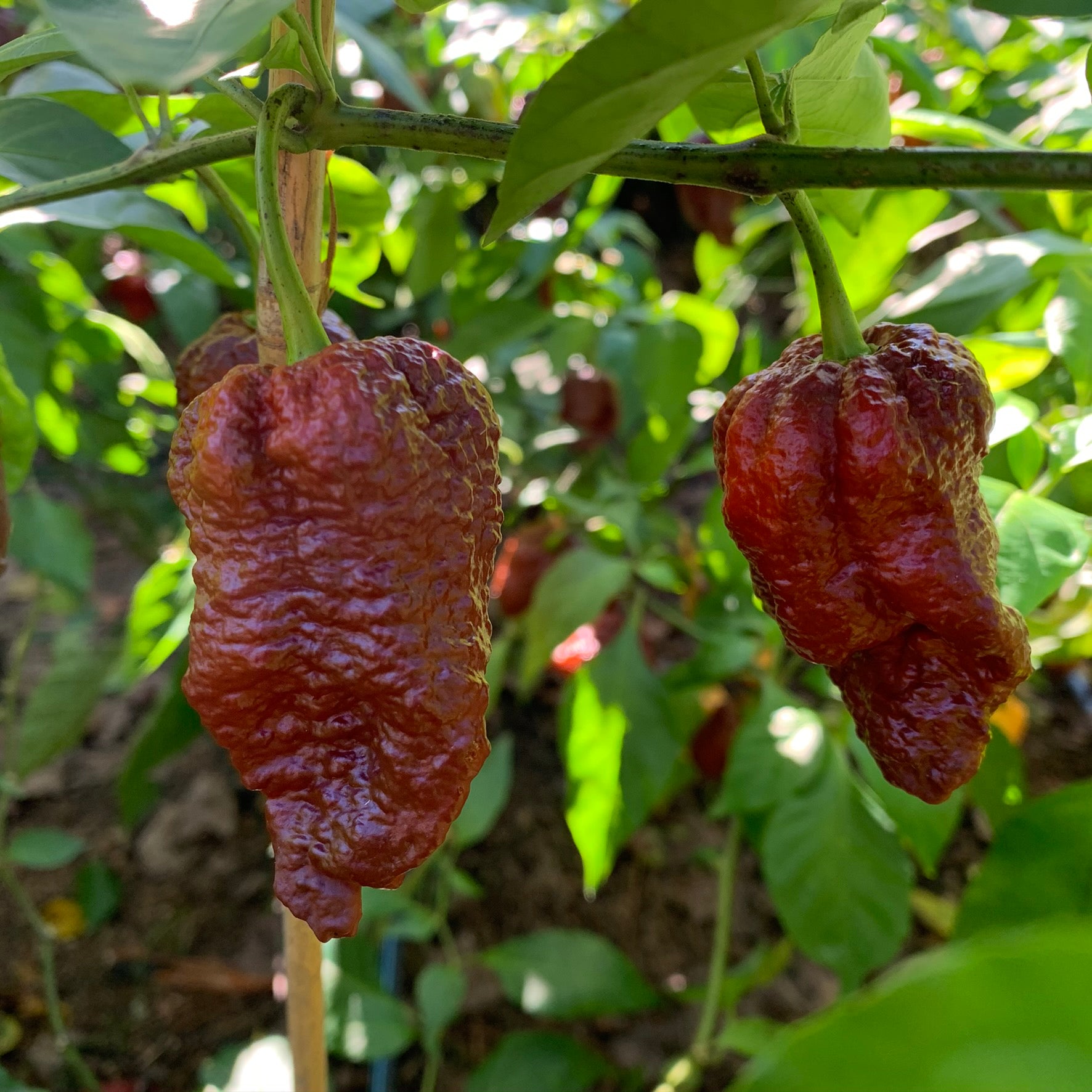Bih Jolokia Caramel - Seeds - Bohica Pepper Hut 