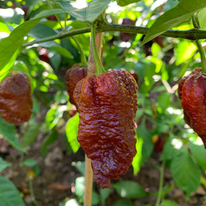 Bih Jolokia Caramel - Seeds - Bohica Pepper Hut 