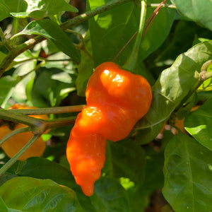 Bih Jolokia x Sugar Rush Peach - Seeds - Bohica Pepper Hut 