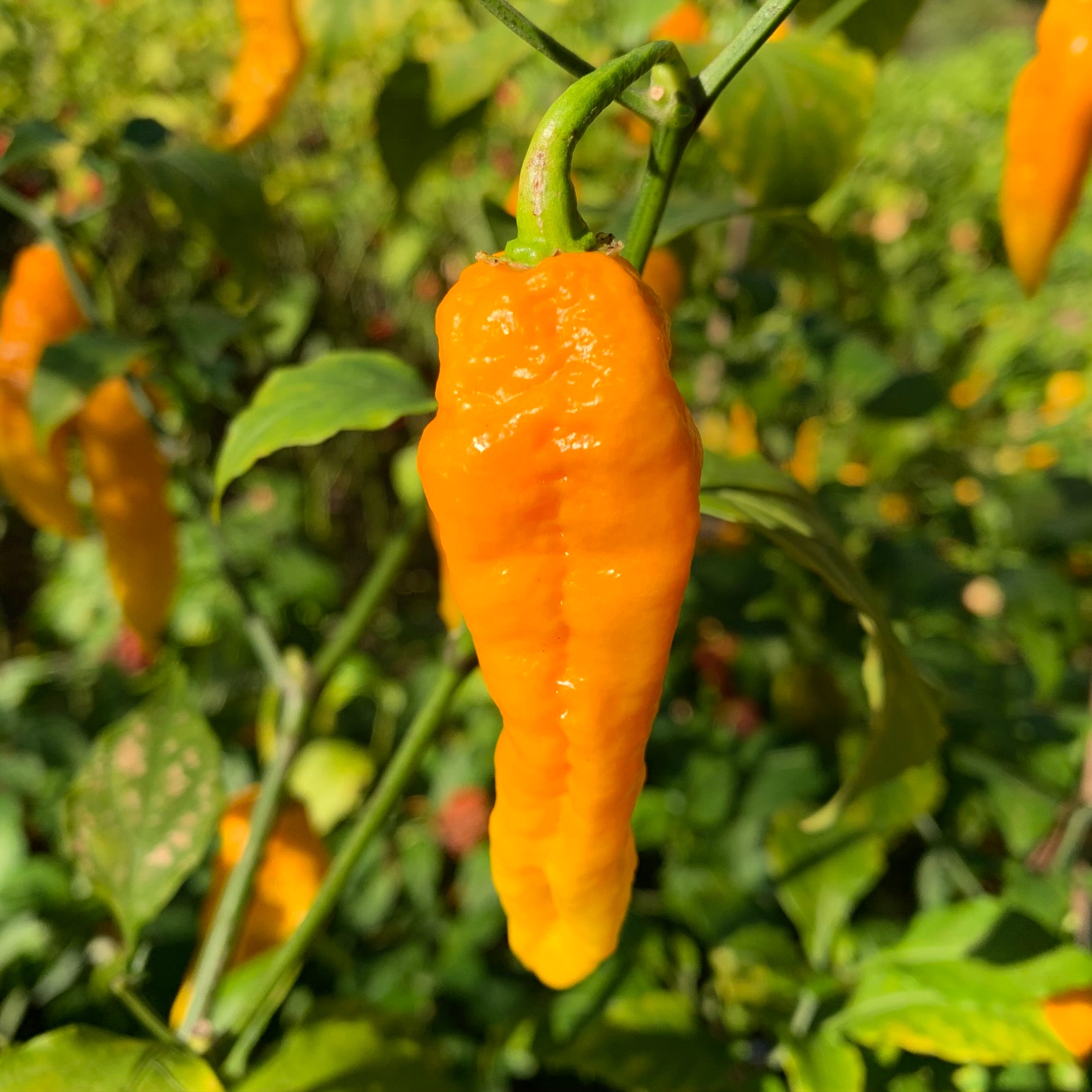 Bhut Jolokia Assam Yellow - Seeds - Bohica Pepper Hut 