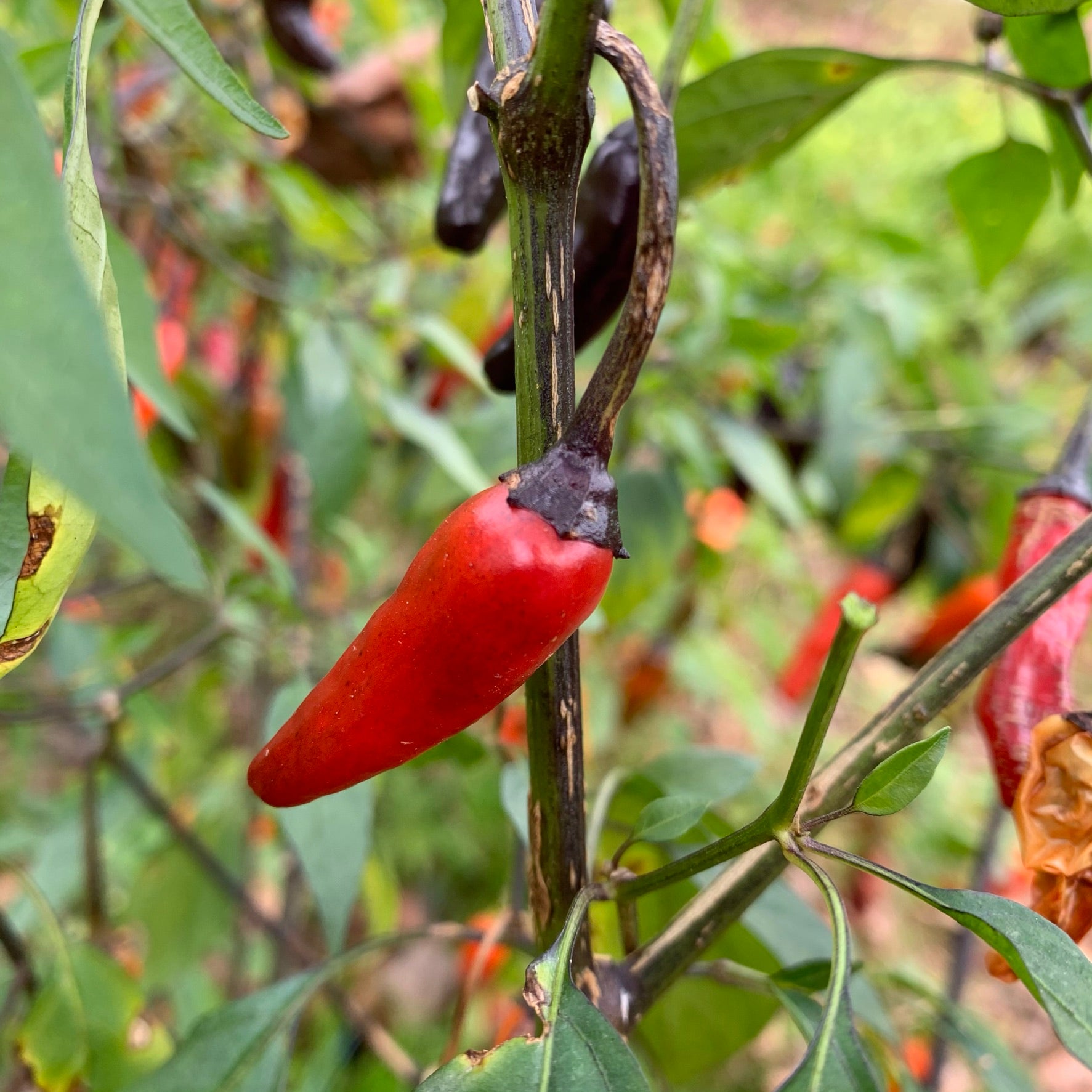 Black Scorpion Tongue - Seeds - Bohica Pepper Hut 