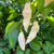 White Bhut Jolokia JW - Seeds - Bohica Pepper Hut 
