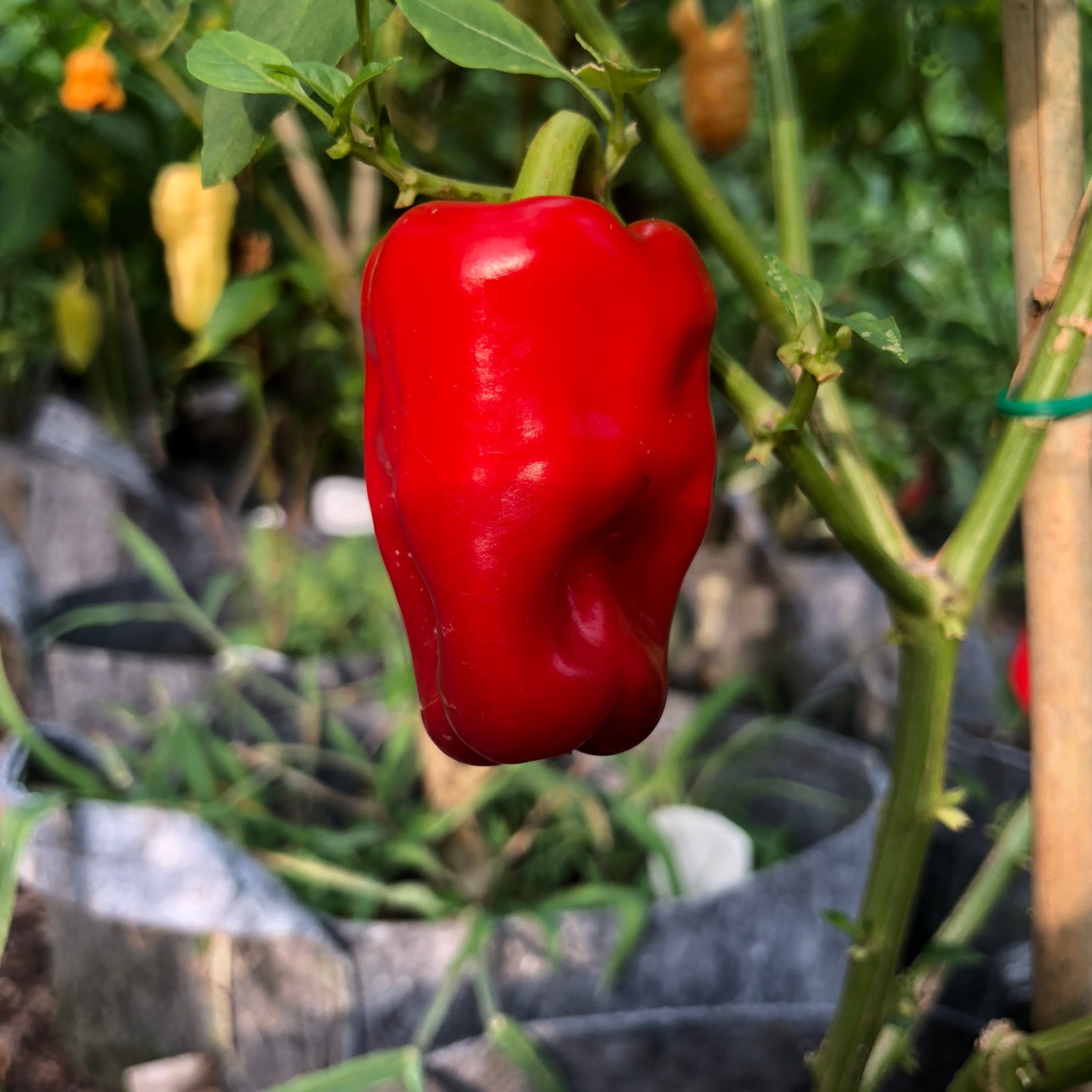 Aleppo - Seeds - Bohica Pepper Hut 