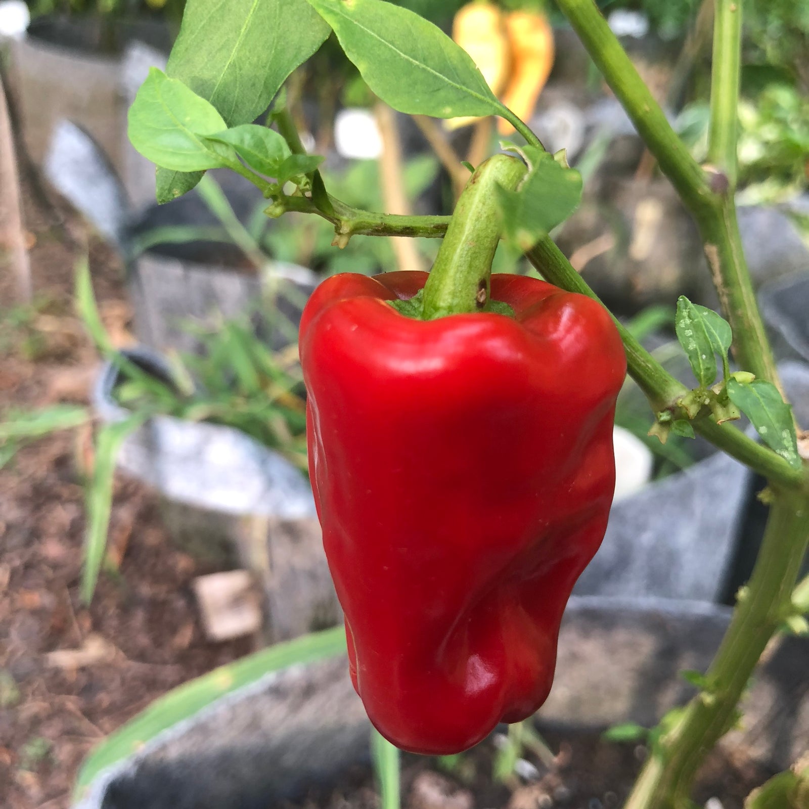 Aleppo - Seeds - Bohica Pepper Hut 