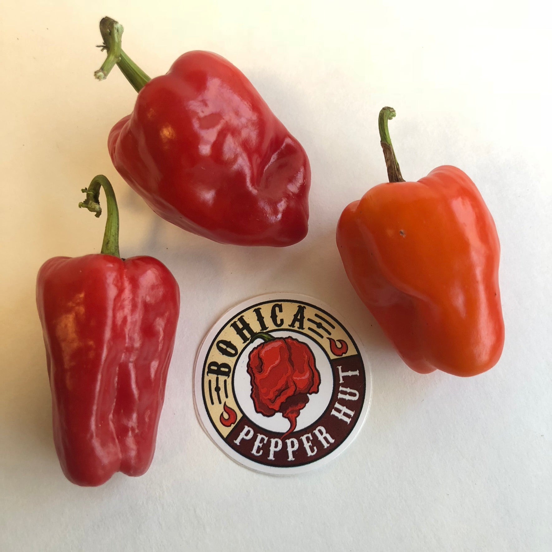 aleppo pepper seeds for planting Aleppo
