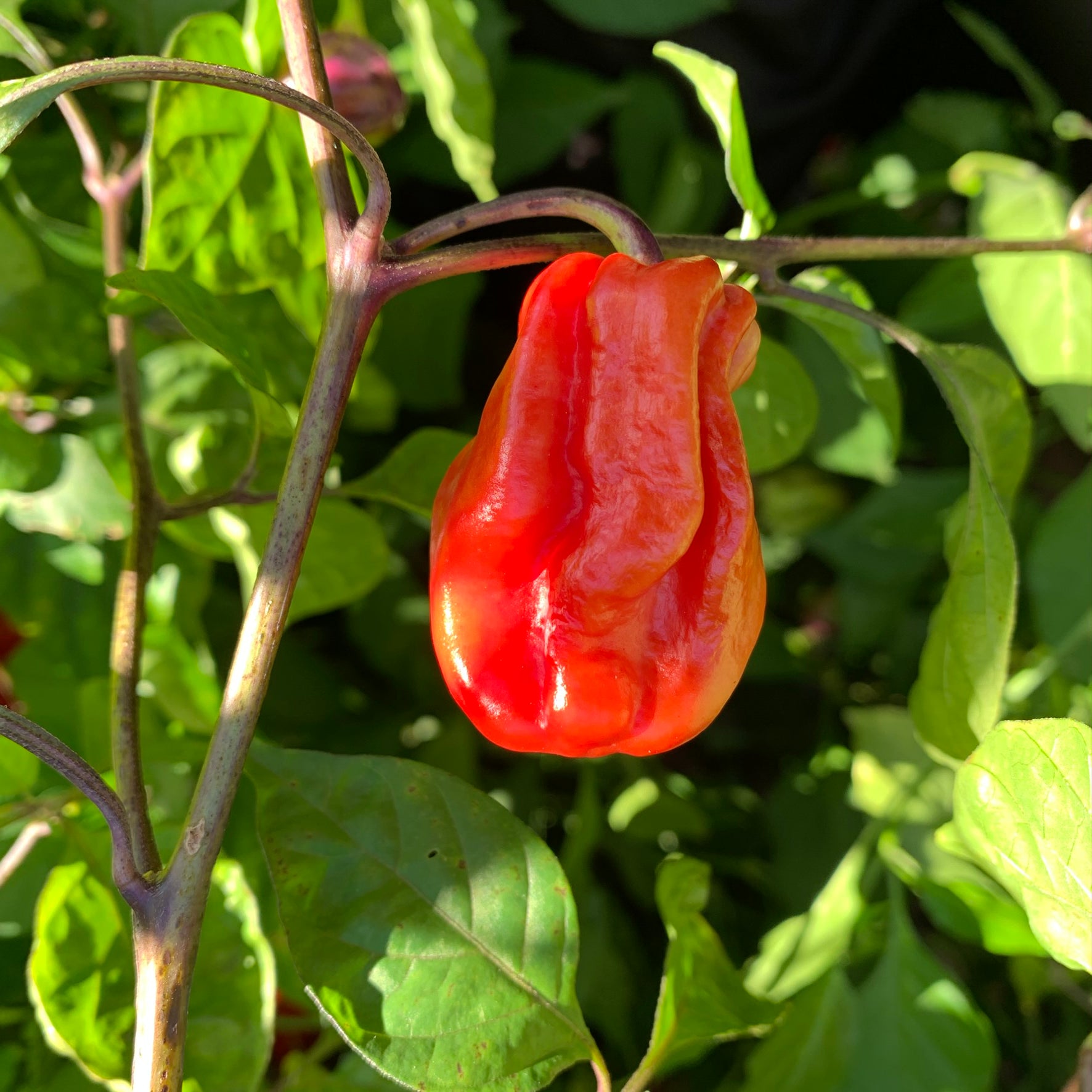 Purple Ghost Scorpion - Seeds - Bohica Pepper Hut 